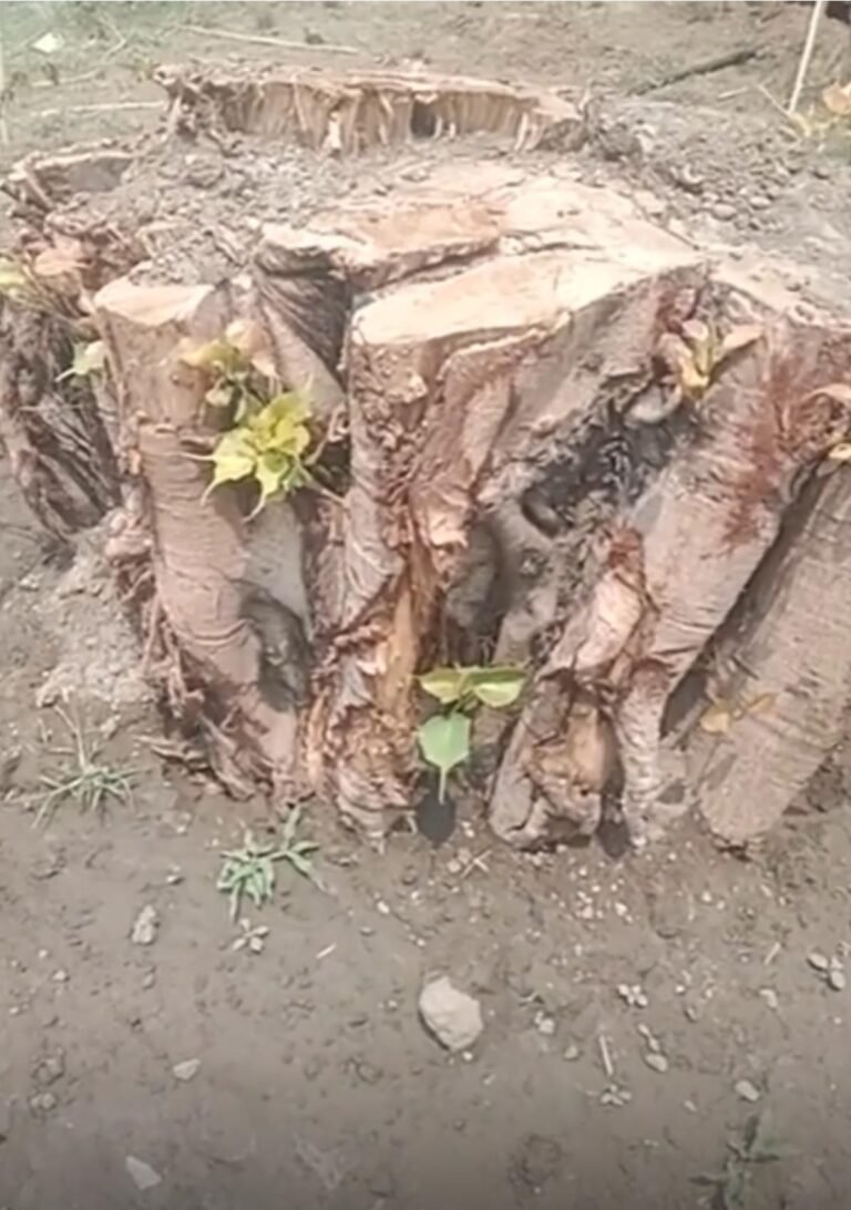 उखड़ने के बाद भी ना हारा… देखिए इस पीपल की जिद!