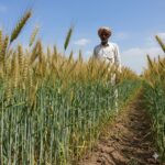 6.5 फीट ऊंचा अजय राज गेहूं खेत में खड़ा हुआ