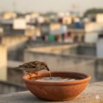 मिट्टी के पात्र में रखा पानी पीती हुई प्यास से व्याकुल छोटी चिड़िया