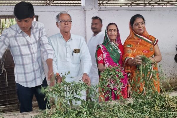 गोगापुर गौशाला में गायों को चारा खिलाते समाजजन, बरडिया परिवार द्वारा जीव दया और गौ सेवा का दृश्य