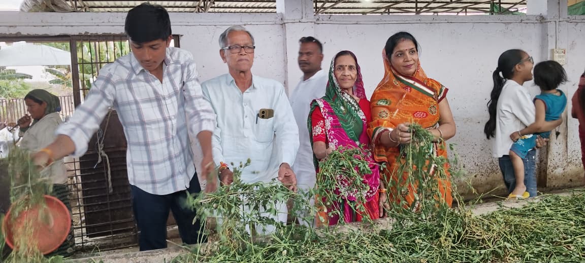 गोगापुर गौशाला में गायों को चारा खिलाते समाजजन, बरडिया परिवार द्वारा जीव दया और गौ सेवा का दृश्य
