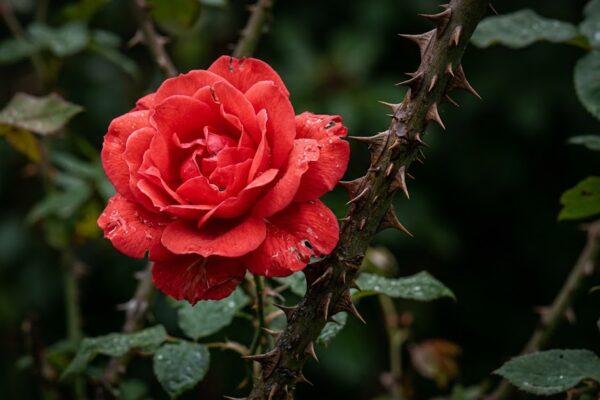 काँटों के बीच खिला हुआ लाल गुलाब, दर्द और खूबसूरती का प्रतीक
