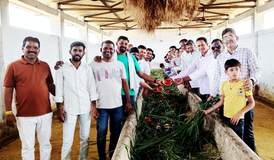 गोगापुर गौशाला में गायों को चारा खिलाते हुए श्रद्धालु, पुण्यतिथि पर आयोजित गौसेवा कार्यक्रम का दृश्य