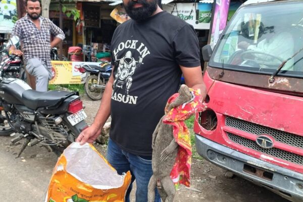 महिदपुर रोड में गोदाम से गोह का सुरक्षित रेस्क्यू, सर्प मित्र मनीष मसीह ने बचाई जान