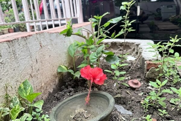 हरे पत्तों के बीच खिला लाल गुड़हल का फूल और उसकी नन्हीं कली