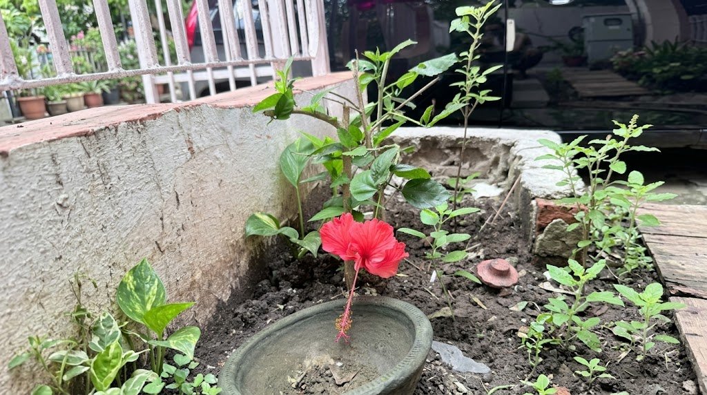 हरे पत्तों के बीच खिला लाल गुड़हल का फूल और उसकी नन्हीं कली