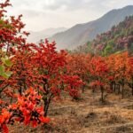 पलाश और बुरांश के फूलों से दहकता जंगल