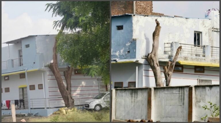 घर की गैलरी के पास पेड़ और बाद में ठूंठ बना वही वृक्ष